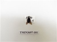 藏品(膜翅目(蜂))的圖片